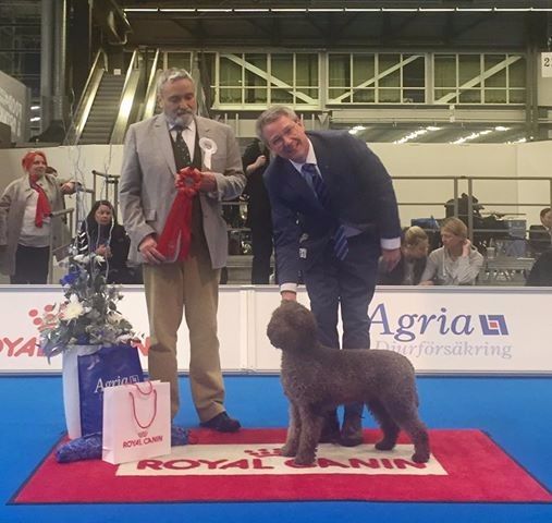 OMG🎉🎉🎉🎉🎉🎉🎉🎉🎉🎉🎉🎉
IDS MyDog Göteborg 2017-01-07 our brown lovely Multiwinner Multichampion Bonebreakers Campionessa (Elektra) winning BOB, CACIB under great judge Mr Michael Forte. Then also wins the group under Mr Forte and finally BIS-3 under breedspecialist Mrs Renée Sporre Willes. Renée Sporre Willes is the lagottoguru and introduced the breed Lagotto Romagnolo in the Nordic countries. Bonebreakers Campionessa pedigree stems from two of the first lagottos Renée brought from Italy 1995. I am so happy! 4270 dogs entried. Congrats to BOS Imperie's Hilton Hilfiger owner Sandra Benjaminsson
IDS MyDog Göteborg 2017-01-08 Elektra going BOS, CACIB and qualified for Crufts -18 (3 year in a row Crufts-qual). Congrats to BOB La Gottis Campione and owner Sophia Säberg and Håkan Säberg.
Thanks to breeder Karin Lindahl for Bonebreakers Campionessa who was given as a gift from her to me😄
