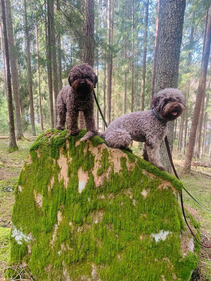 Systrarna som trivs så fint ihop i Dalslands vackra skogar. Luna och Dockan april 2021. Foto: Anna-Karin Rådé’n.